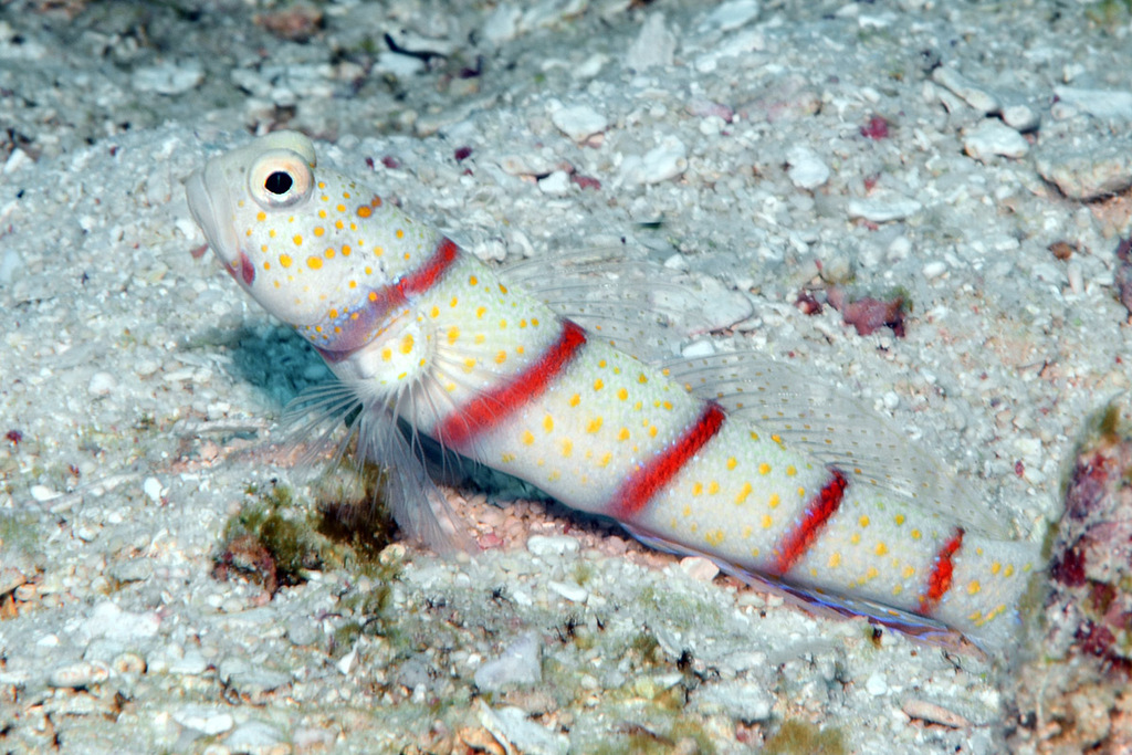 Red-banded prawn-goby (Amblyeleotris fasciata) — Gobiidae