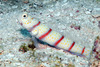 Redbanded Shrimpgoby - Photo (c) uwkwaj, some rights reserved (CC BY-NC), uploaded by uwkwaj