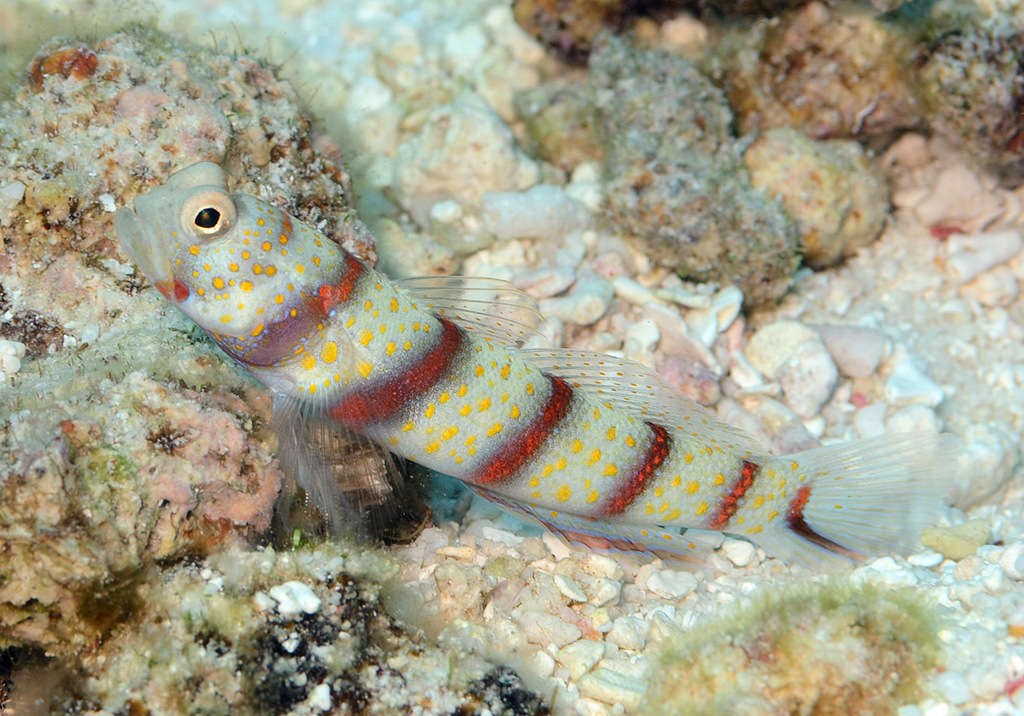 Red-Banded Prawn-Goby