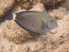 Acanthurus chirurgus