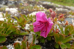 Rhododendron camtschaticum