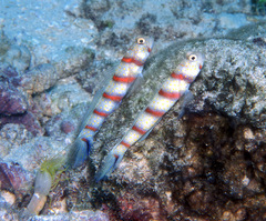 Red-Banded Prawn-Goby photo 3