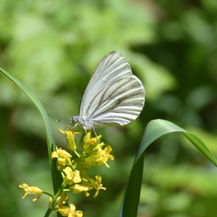 Pieris oleracea