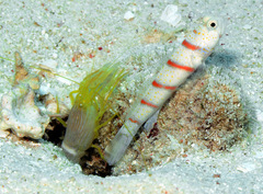 Red-Banded Prawn-Goby photo 5