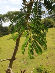 Albizia gummifera