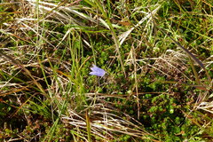Campanula lasiocarpa