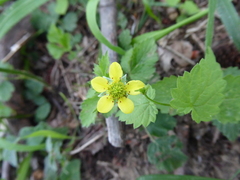 Geum molle