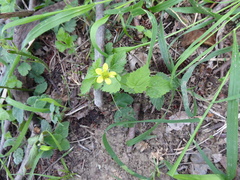Geum molle
