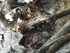 Glischrochilus japonius