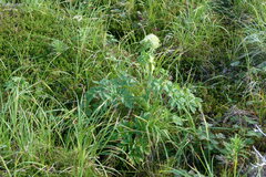 Angelica lucida