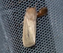 Sesamia nonagrioides