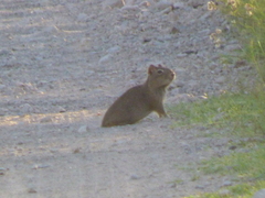 Microcavia australis