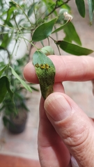 Adurgoa gonagra