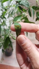 Adurgoa gonagra