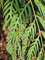 Woodwardia prolifera