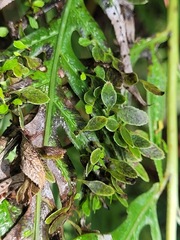 Woodwardia prolifera