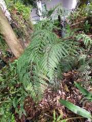 Woodwardia prolifera