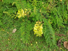 Pterolobium stellatum