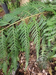 Woodwardia prolifera