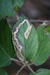 Stigmella aurella