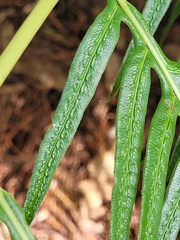 Woodwardia prolifera