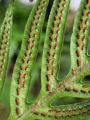 Woodwardia prolifera