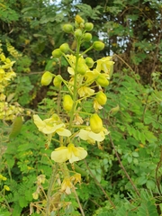 Pterolobium stellatum