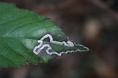 Stigmella aurella