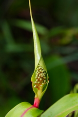 Nepenthes gracilis