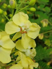 Pterolobium stellatum