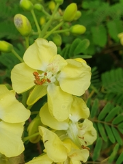 Pterolobium stellatum