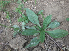 Golovinomyces sordidus