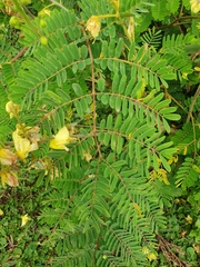 Pterolobium stellatum