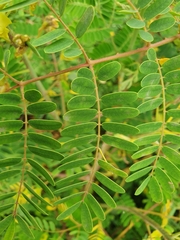 Pterolobium stellatum