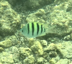 Abudefduf abdominalis