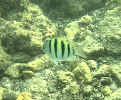 Abudefduf abdominalis