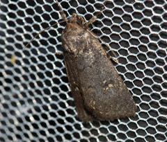 Caradrina germainii