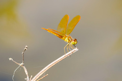 Perithemis