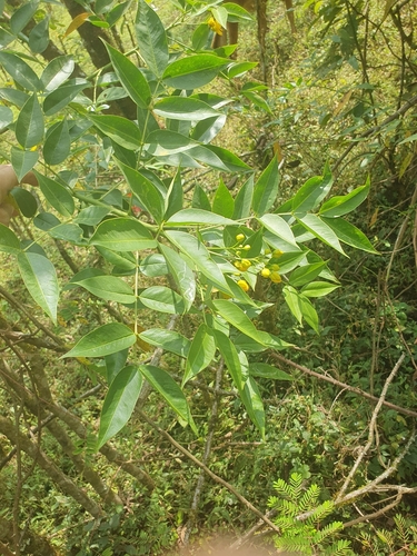 Senna septemtrionalis image