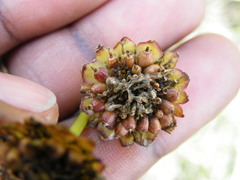 Euryops laxus