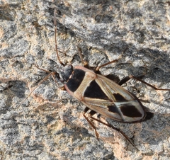 Xanthochilus