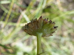 Euryops laxus