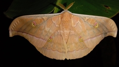 Antheraea jana