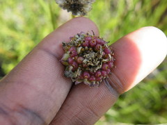 Euryops laxus