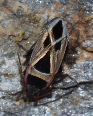 Xanthochilus