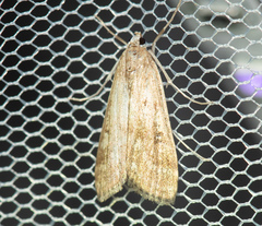 Parapoynx stratiotata
