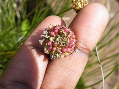 Euryops laxus
