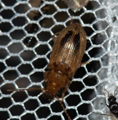 Dicheirotrichus