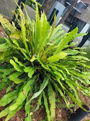 Microsorum musifolium