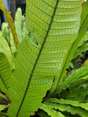 Microsorum musifolium